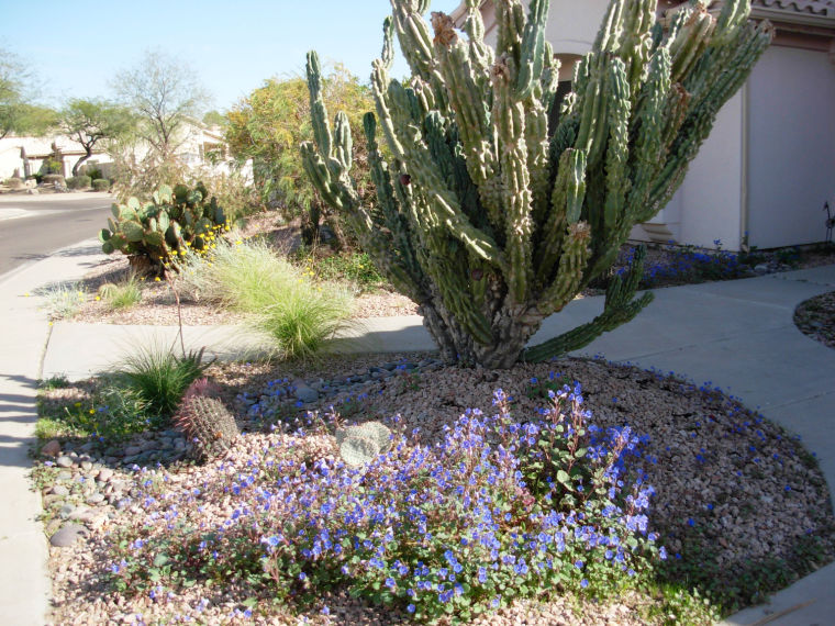 Desert flowers